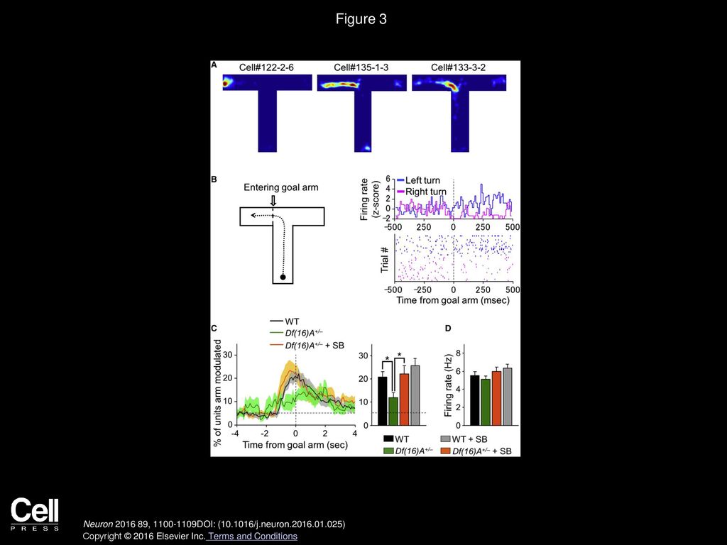 Figure 3 Gsk3 Inhibition Restores Goal Arm Encoding in Df(16)A+/− Mice