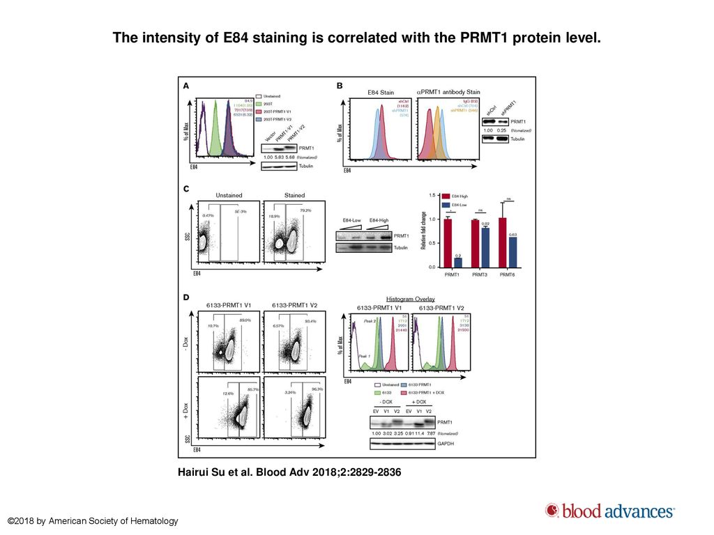 The intensity of E84 staining is correlated with the PRMT1 protein level.