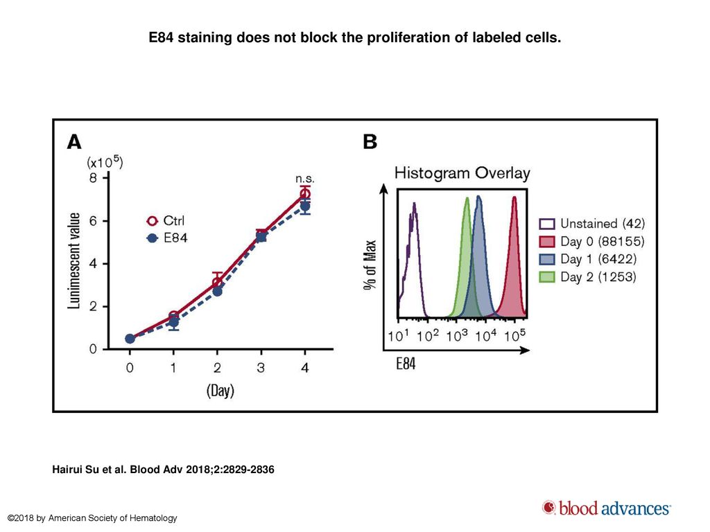 E84 staining does not block the proliferation of labeled cells.