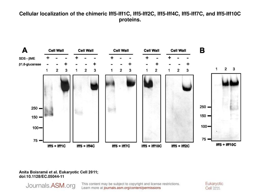 Cellular localization of the chimeric Iff5-Iff1C, Iff5-Iff2C, Iff5-Iff4C, Iff5-Iff7C, and Iff5-Iff10C proteins.