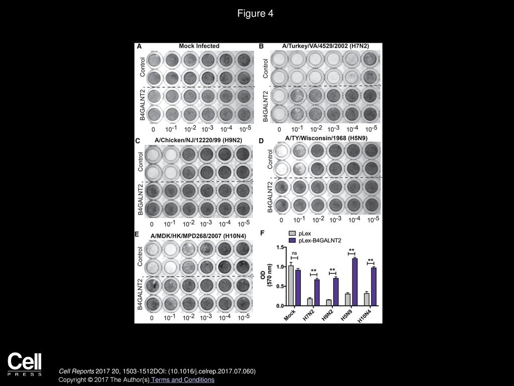 Figure 4 B4GALNT2 Overexpression Prevents Infection with Avian Influenza Viruses.