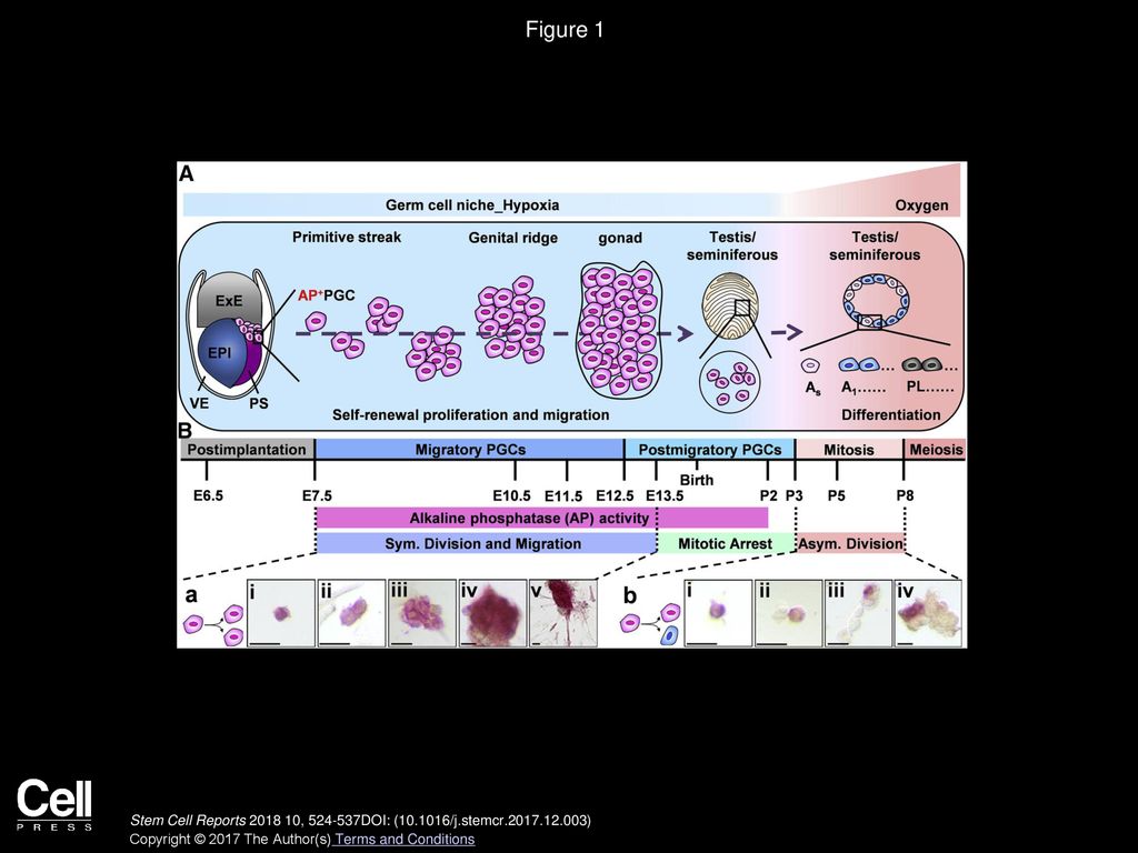 Figure 1 Schematic Diagram of Mouse Postimplantation Germ Cell Development in Symmetric Self-Renewal Proliferation and Migration.