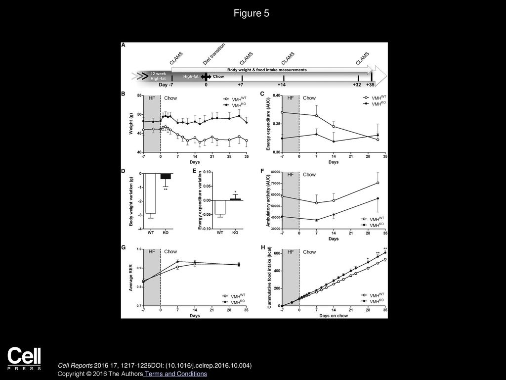 Figure 5 Energy Metabolism Flexibility Is Altered in VMHKO Mice