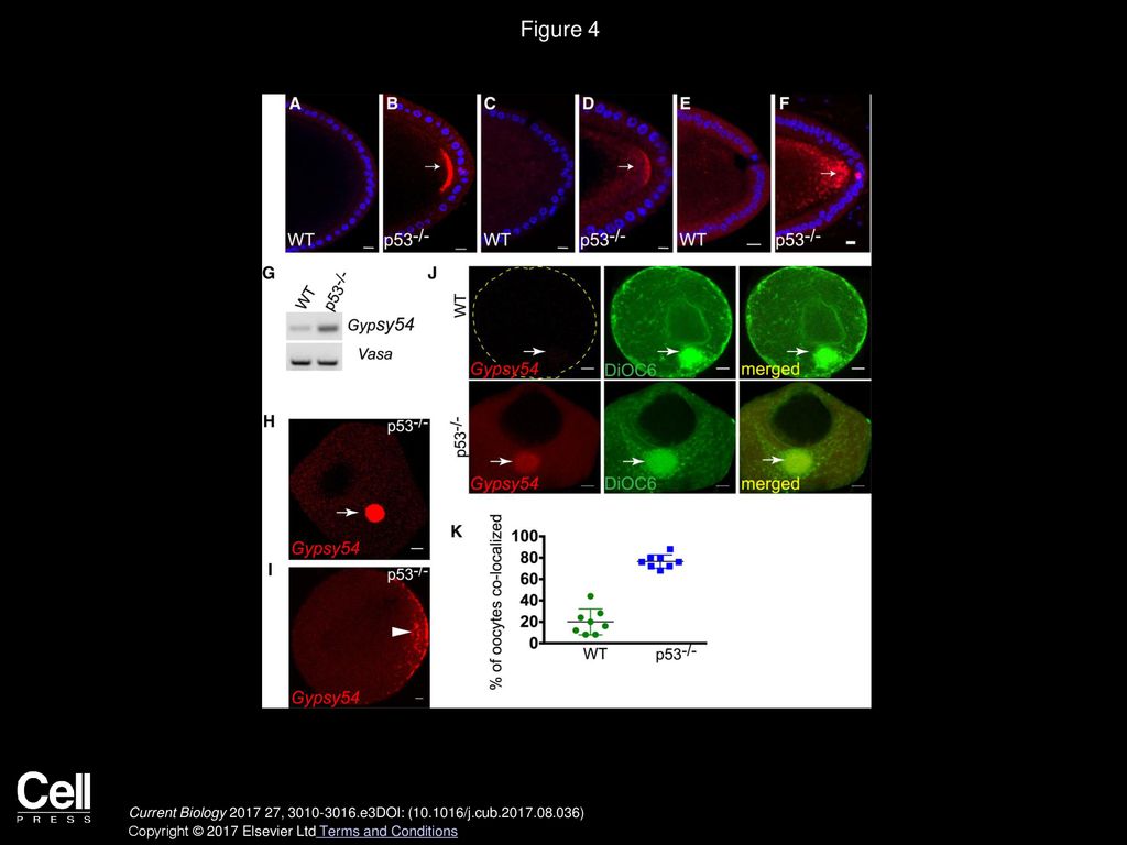 Figure 4 Germ Plasm Localization Is Conserved in Invertebrates and Vertebrates.