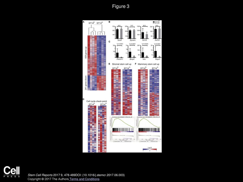 Figure 3 Transcriptome Analyses of M+ST14hi and M+ST14lo Duct Cells