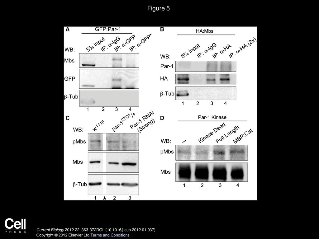 Figure 5 Par-1 Is Present in a Complex with Myosin Phosphatase and Regulates Mbs Phosphorylation.