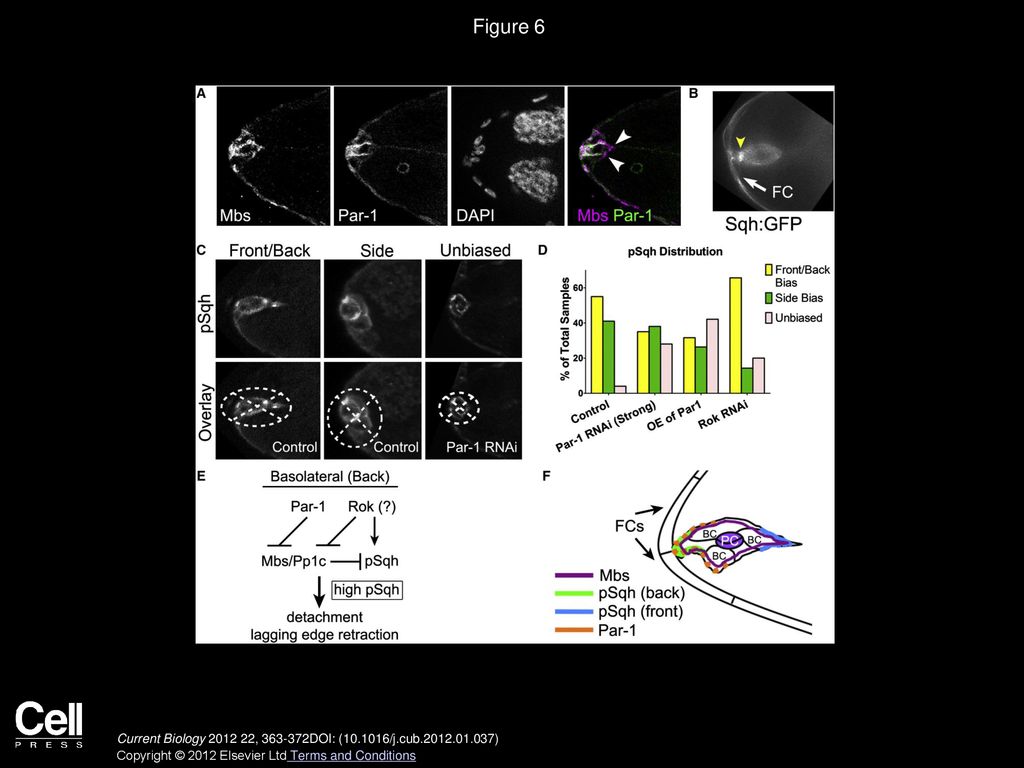 Figure 6 Active Myo-II Is Polarized within the Border Cell Cluster