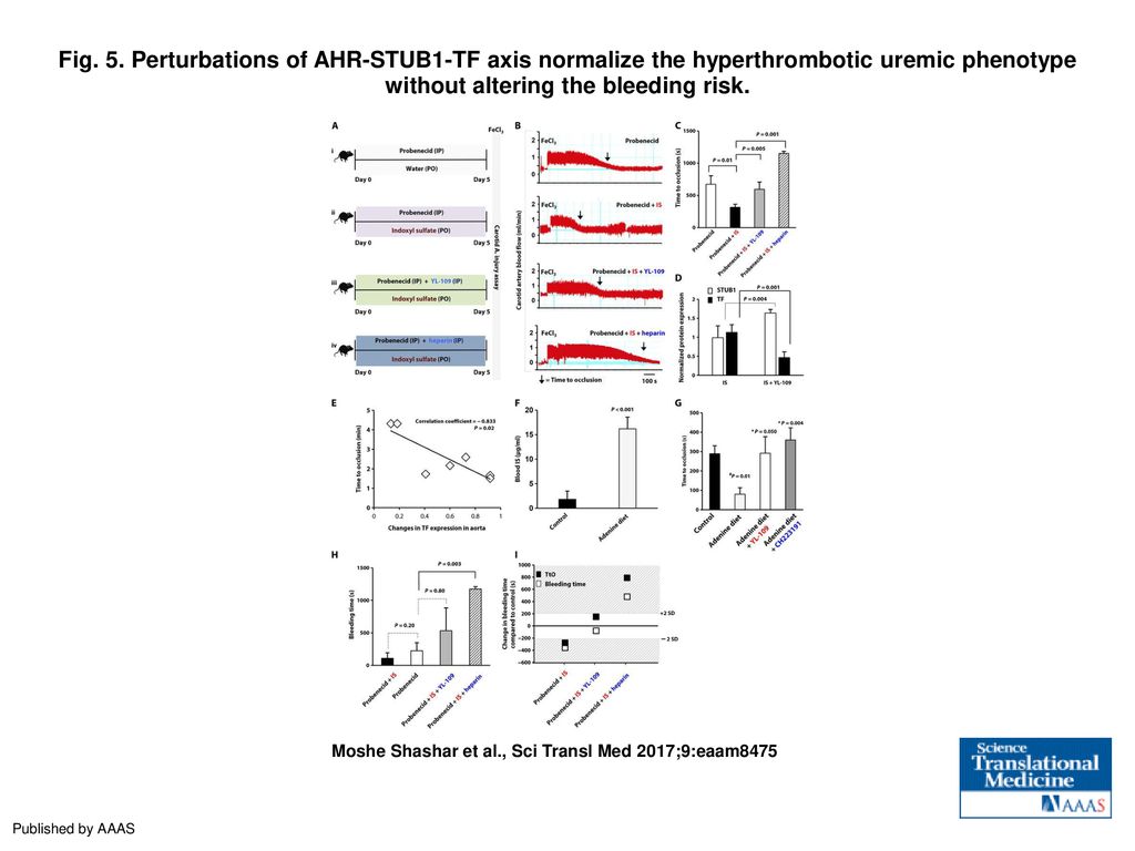 Fig. 5. Perturbations of AHR-STUB1-TF axis normalize the hyperthrombotic uremic phenotype without altering the bleeding risk.