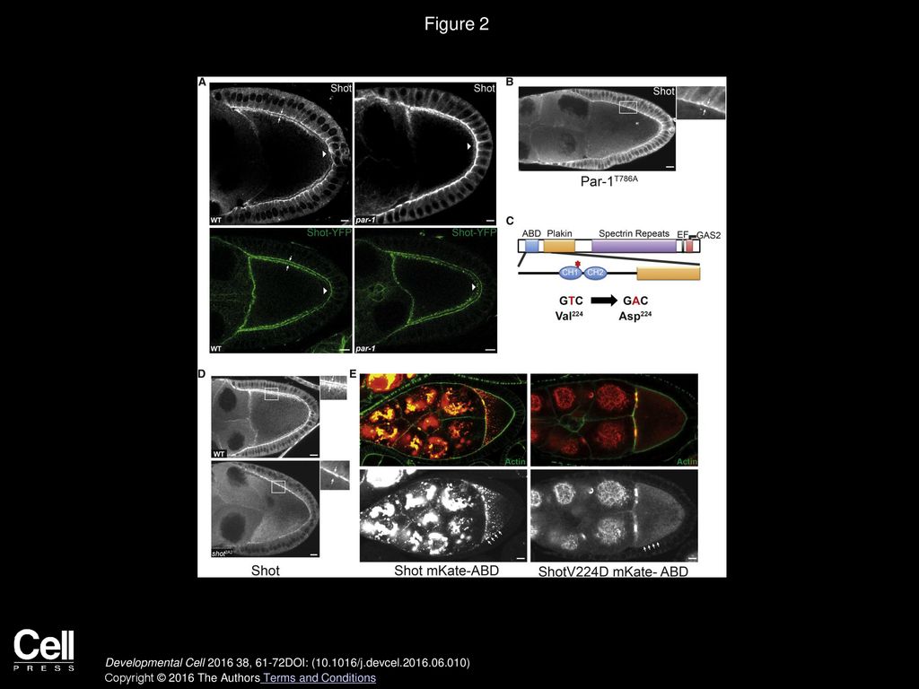 Figure 2 The Cortical Localization of Shot Depends on Its Actin-Binding Domain and Is Inhibited by Par-1.
