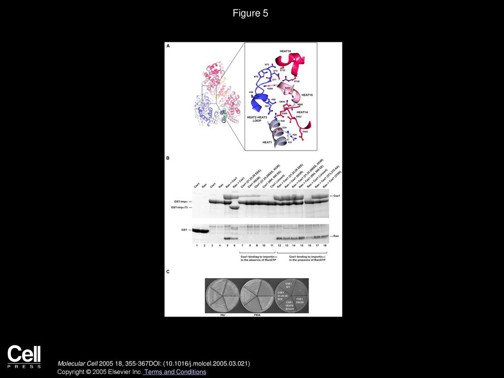Figure 5 The Intramolecular Interaction between the N- and C-Terminal Arches Prevents Cargo Binding in the Absence of RanGTP.