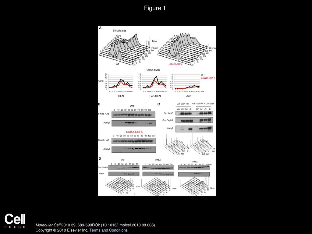 Figure 1 Efficient Smc3 Acetylation by Eco1 at the Time of S Phase Depends on DNA Replication.