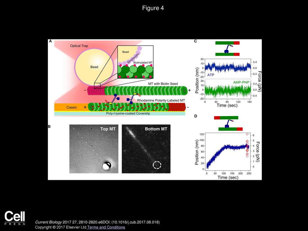 Figure 4 Microtubule Bundle Assay (A) Assay schematic (STAR Methods).