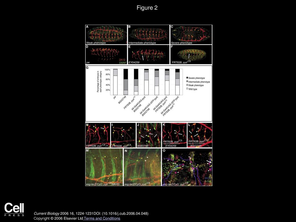 Figure 2 pyd/ZO-1 Mutants Display Branch Fusion Defects, Ectopic Terminal Cells, Lack of Fusion Cells, and Ganglionic Branch Defects.