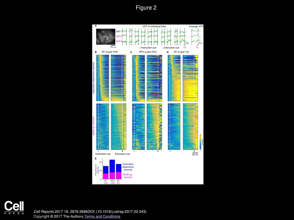 Figure 2 Identification of Instruction-Responsive and Build-up Neurons in the M1 and RFA.