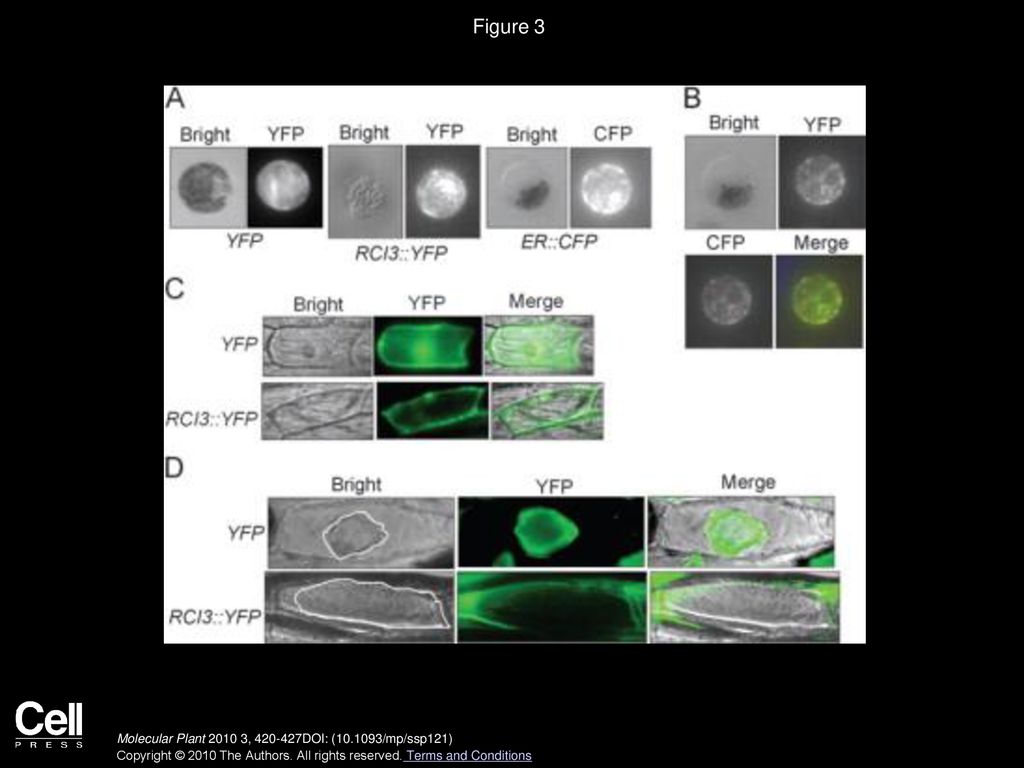 Figure 3 RCI3–YFP Protein Is Localized to ER and then Secreted to the Cell Wall.