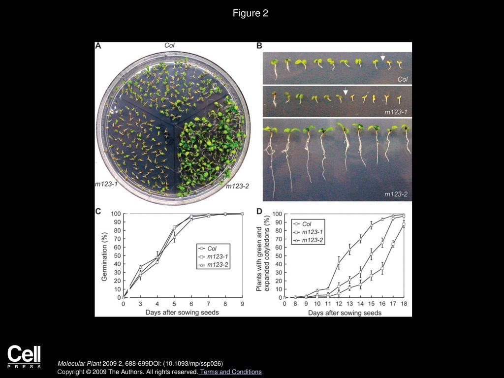 Figure 2 Effects of ABA on Seed Germination and Seedling Growth of the Atnap1 Triple Mutants m123-1 and m123-2 Compared with Wild-Type Col.