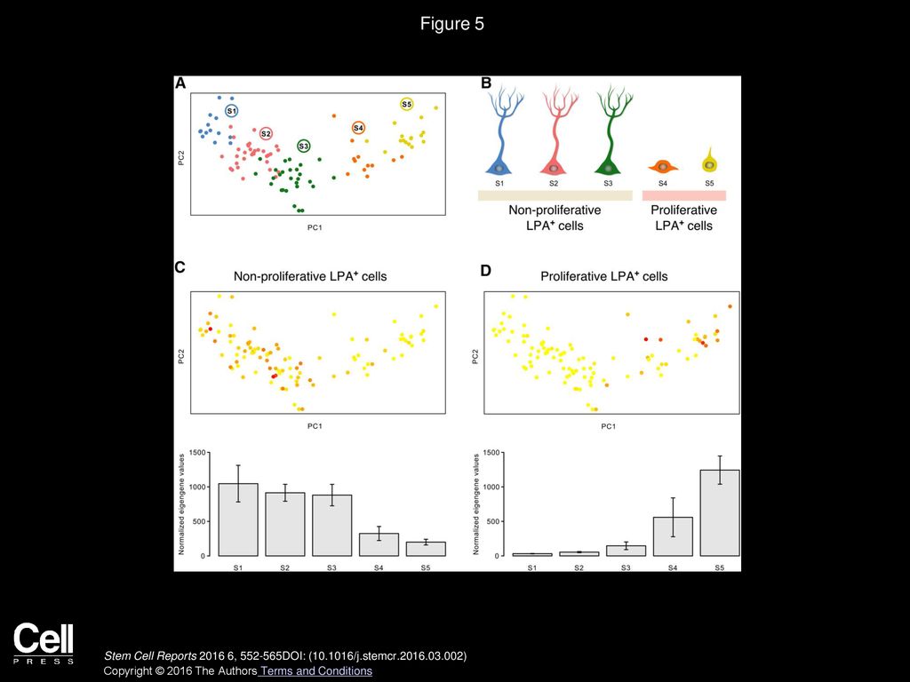 Figure 5 The Two LPA1-GFP+ Populations Correspond to Subpopulations Proposed by Existing Single-Cell Sequencing Data.