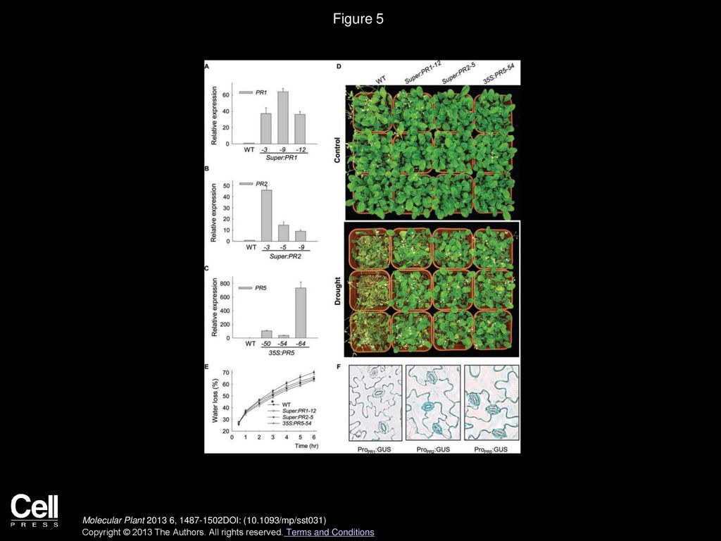 Figure 5 Phenotype Tests for the PR1-, PR2-, and PR5-Overexpressing Lines.