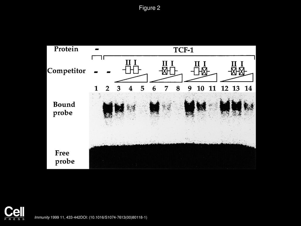 Figure 2 TCF-1 Binds the Ly49A Promoter in Electrophoretic Mobility Shift Assays.
