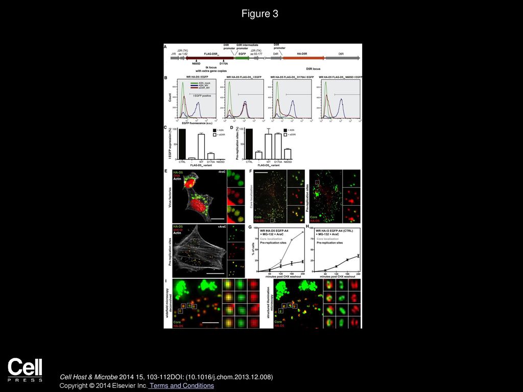 Figure 3 D5 Localizes to Incoming Cores and Requires ATPase Activity for Uncoating.