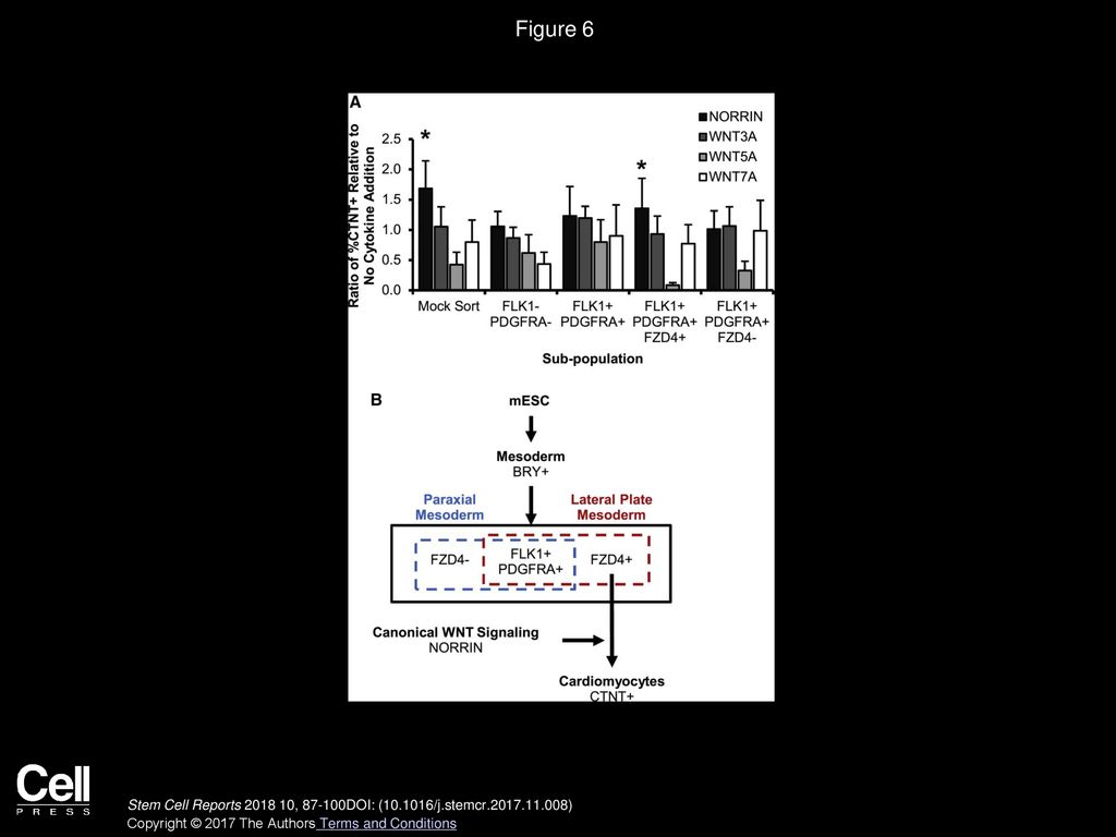 Figure 6 Model of FZD4 Abundance in the Context of Early Cardiac Differentiation.