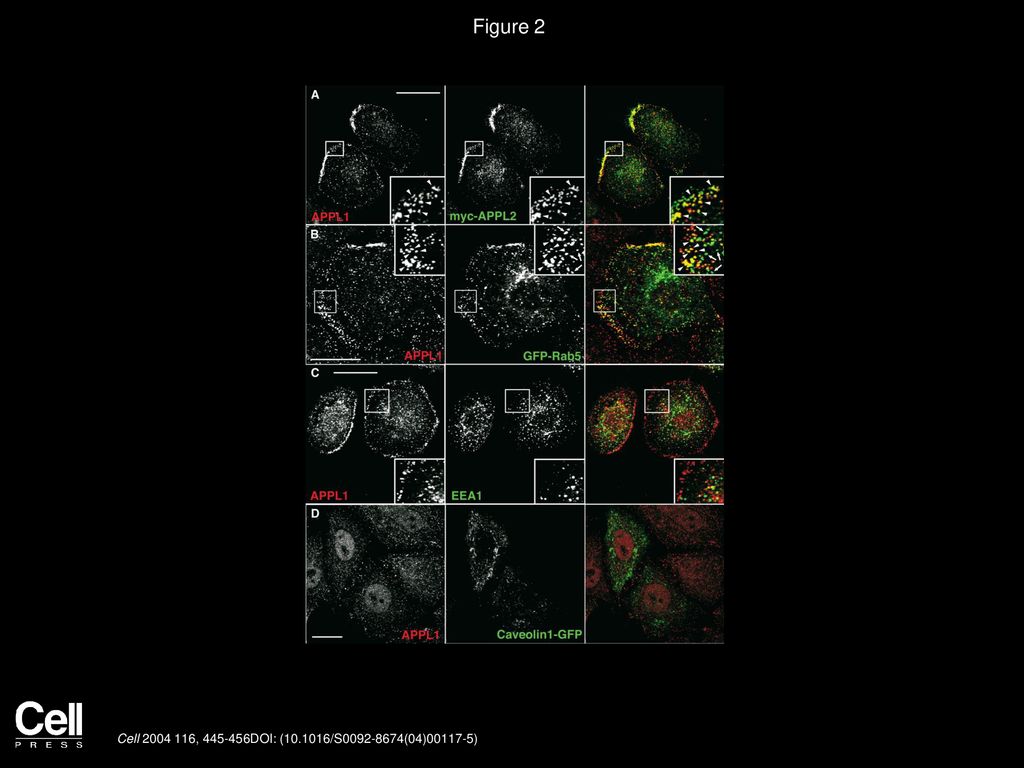 Figure 2 Morphological Characterization of Intracellular Structures Labeled by APPL Proteins.