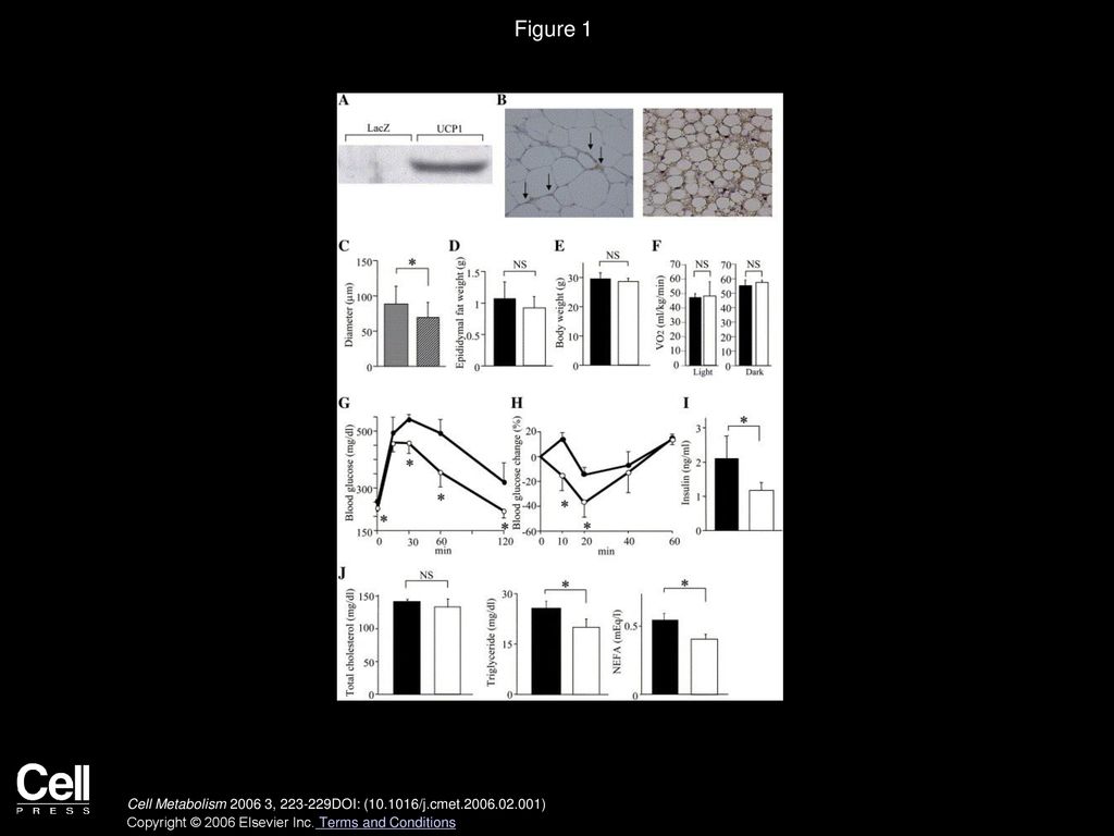 Figure 1 UCP1 expression in Epi improved glucose tolerance and insulin sensitivity.
