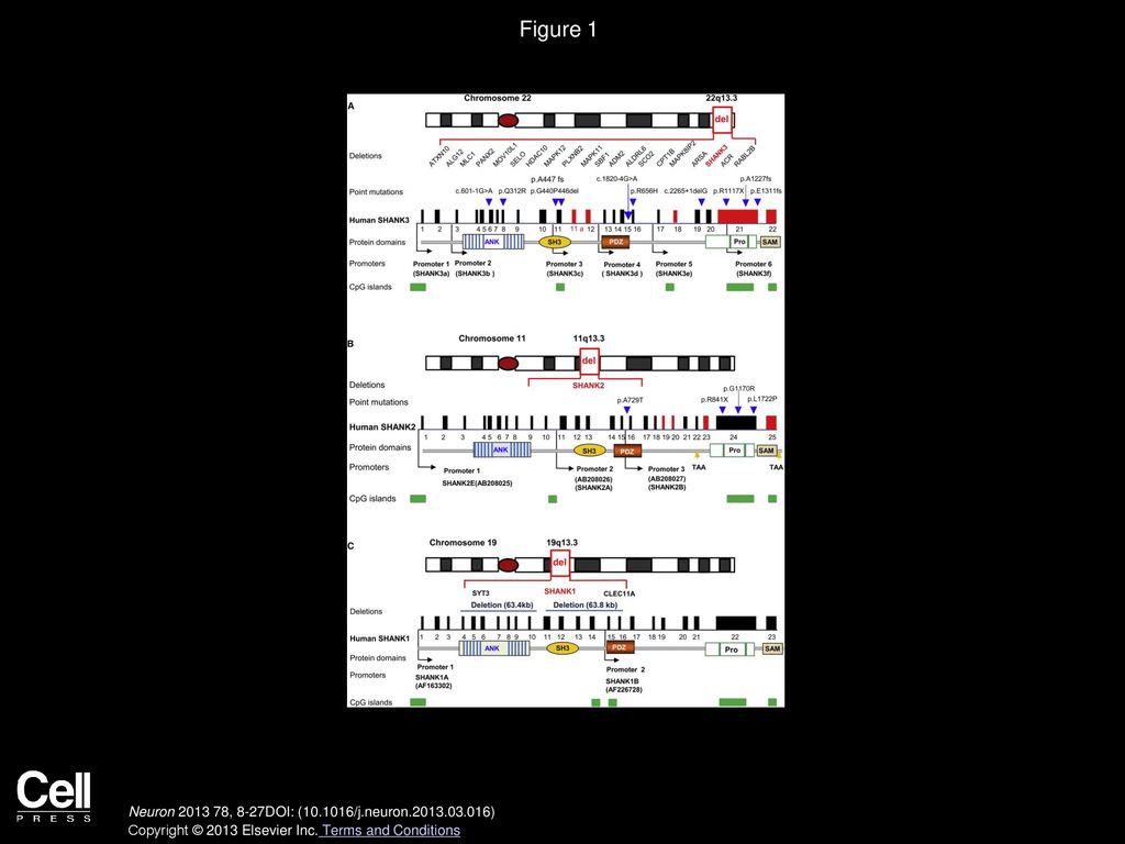 Figure 1 SHANK Mutations Causing Autism-Related Phenotypes