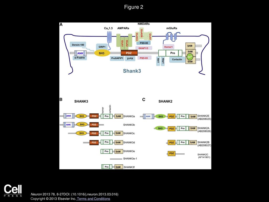 Figure 2 Shank Protein Interactions and Isoform-Specific Domain Structure.