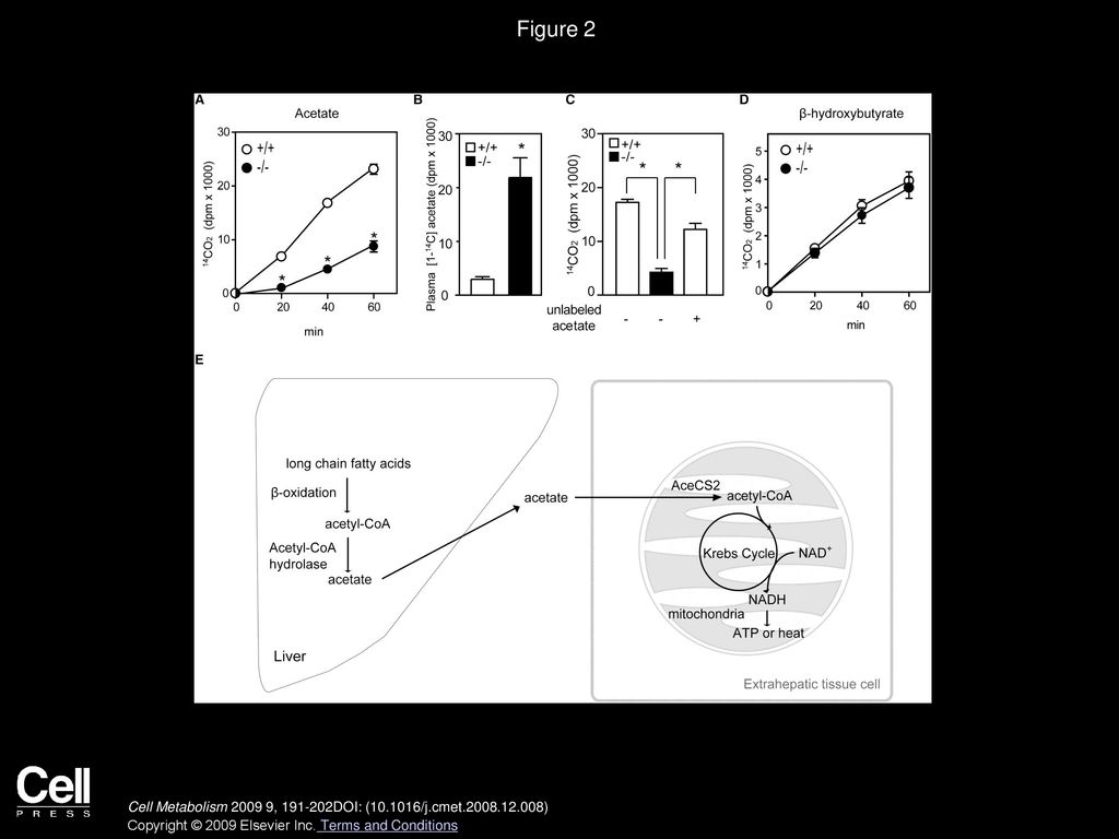 Figure 2 AceCS2−/− Mice Exhibit Lower Whole-Body Acetic Acid Oxidation during Fasting.