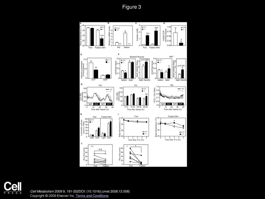 Figure 3 AceCS2-Deficient Mice Exhibit Low Body Temperature and Reduced Exercise Capacity during Fasting.