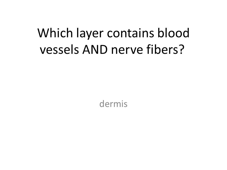 Which layer contains blood vessels AND nerve fibers