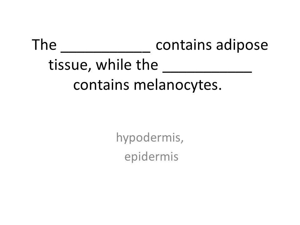 The ___________ contains adipose tissue, while the ___________ contains melanocytes.