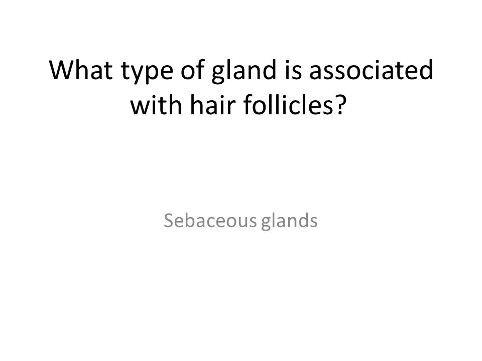 What type of gland is associated with hair follicles