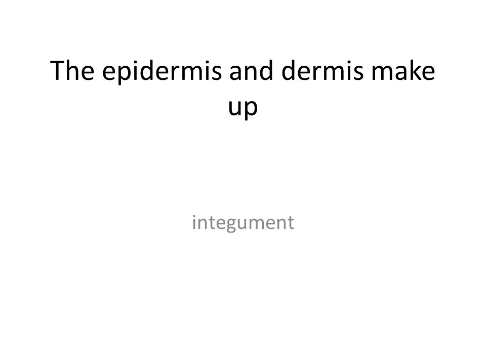 The epidermis and dermis make up