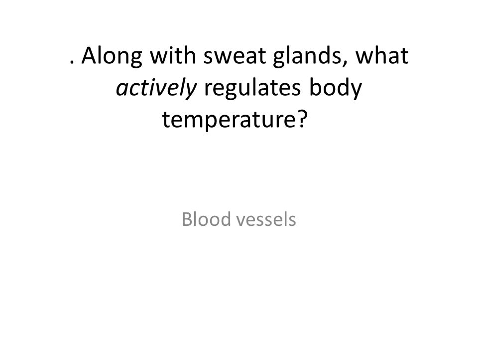 . Along with sweat glands, what actively regulates body temperature