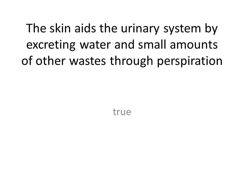 The skin aids the urinary system by excreting water and small amounts of other wastes through perspiration