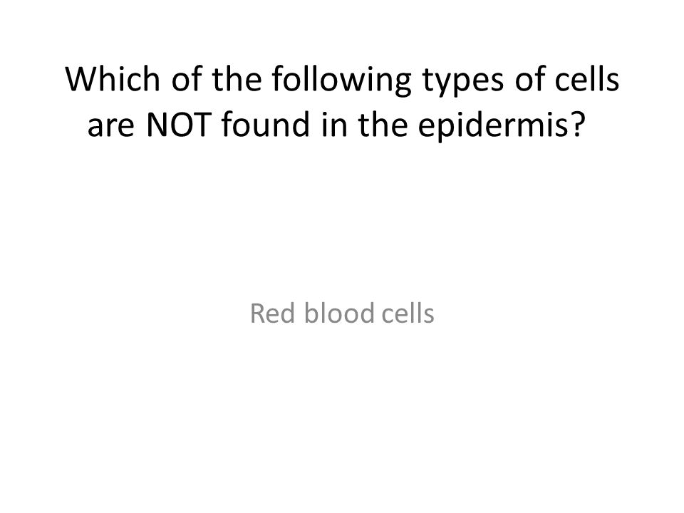 Which of the following types of cells are NOT found in the epidermis