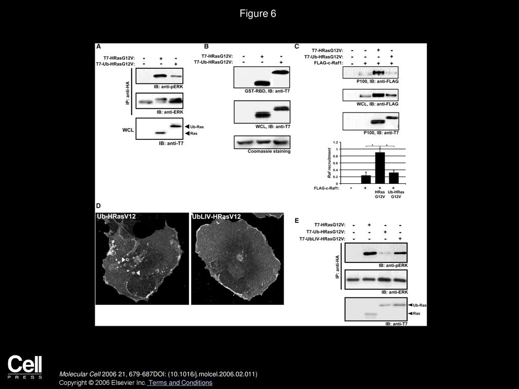 Figure 6 Ubiquitin-Dependent Targeting of HRas to the Endocytic Pathway Controls the Signaling Potential of HRas.