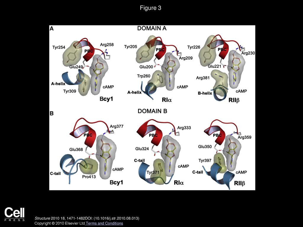 Figure 3 General Fold of the PBCs in Bcy1 Is Conserved; Capping Residue in CNB-B Differs.