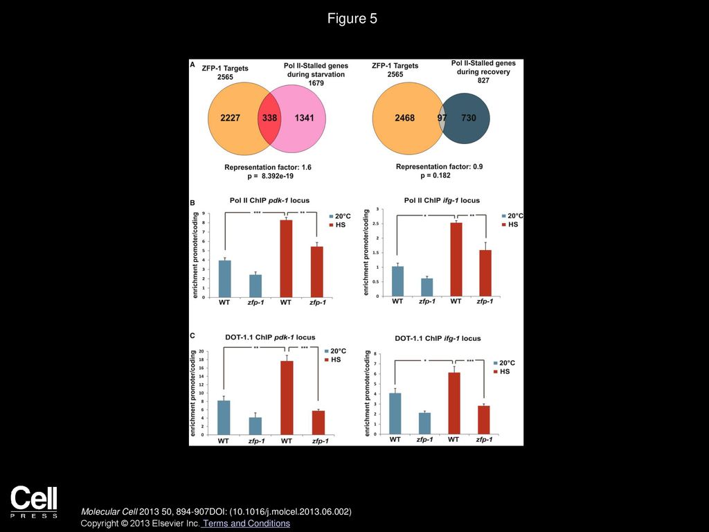 Figure 5 ZFP-1 and DOT-1.1 Stimulate Pol II Pausing on Environmentally Regulated Genes during Stress.