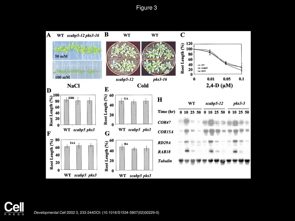 Figure 3 The Stress and Hormone Responses of scabp5 and pks3 Mutants and Expression of ABA-Responsive Genes in Wild-Type, scabp5, and pks3 Seedlings.