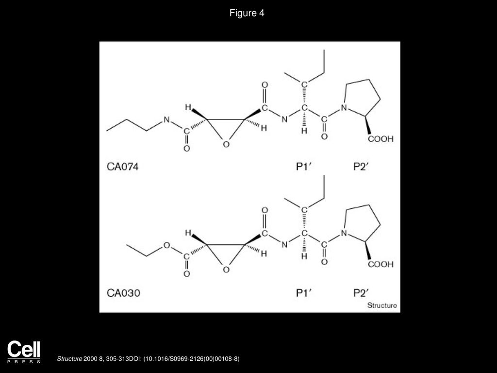 Figure 4 Chemical structures of CA074 and CA030 inhibitors.