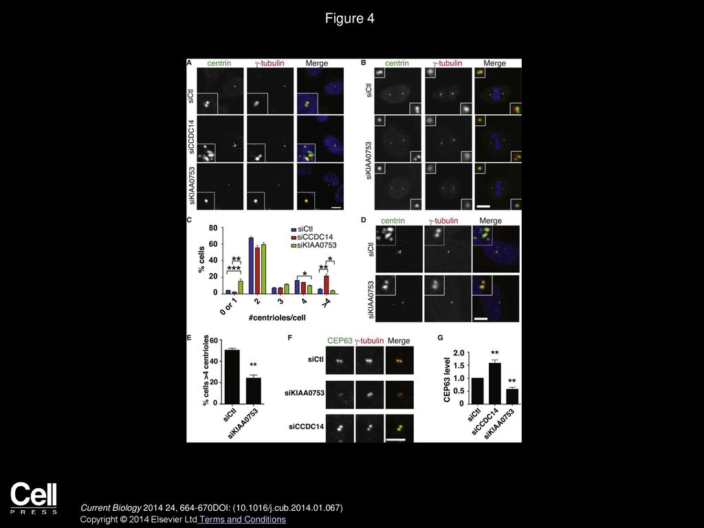 Figure 4 KIAA0753 and CCDC14 Regulate Centriole Duplication and CEP63 Level at the Centrosome.