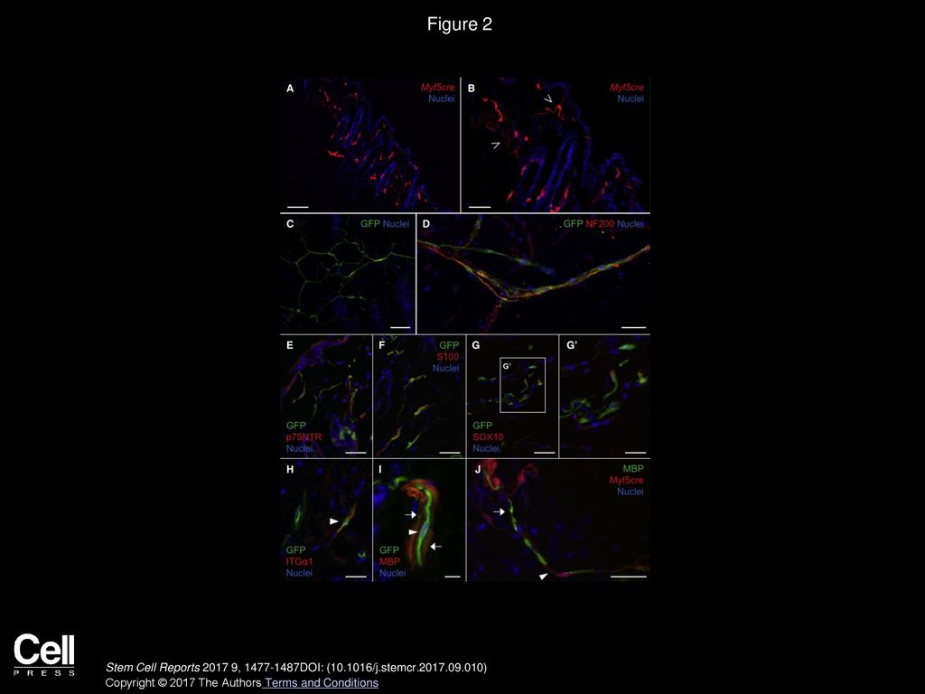 Figure 2 In Situ Localization of Myf5+ Cells in Mouse Ventral Dermis