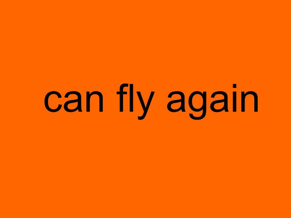 can fly again