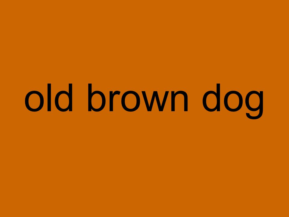 old brown dog