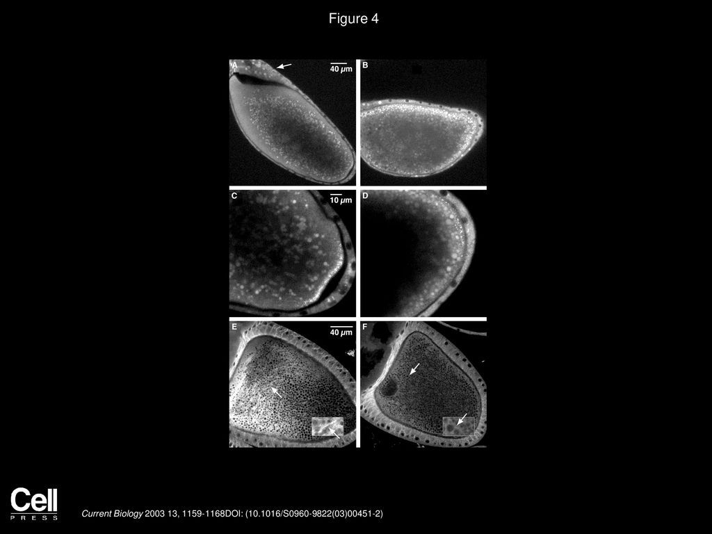 Figure 4 Microtubules Are Not Essential for, but Enhance Posterior Localization.