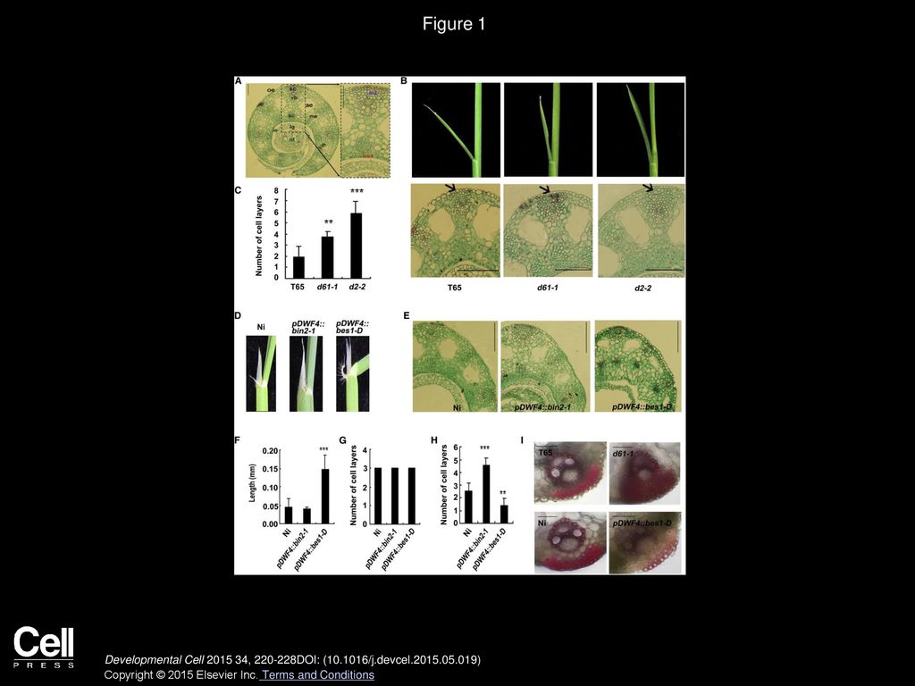 Figure 1 BR Signaling Inhibits LJ’s Abaxial Sclerenchyma Cell Proliferation.