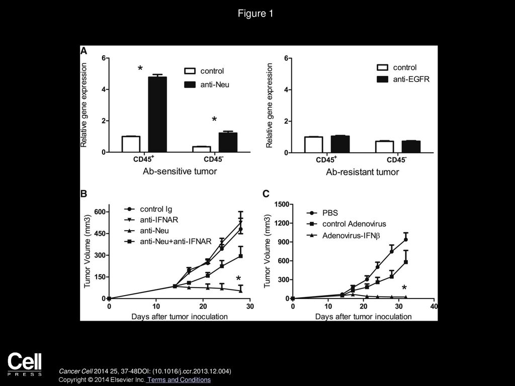 Figure 1 Type I IFNs Are Induced and Necessary during Ab-Mediated Tumor Regression.